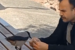 Fatsa’da Vatandaşın Elinden Çekirdek Yiyen Karga Şaşırtıyor