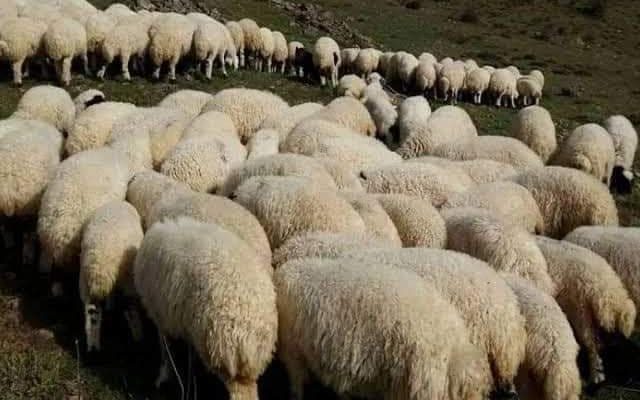 Ordu’da 30 Koyun Sele Kapıldı