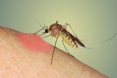 Zika Vürüsü Mutasyona Uğradı, Bilim İnsanları Uyarıyor