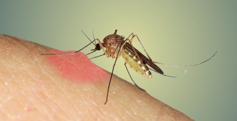 Zika Vürüsü Mutasyona Uğradı, Bilim İnsanları Uyarıyor