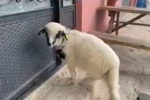 ORDU’DA “ANNE” DİYE BAĞIRAN KUZU DİKKAT ÇEKİYOR