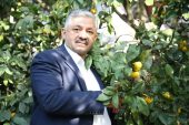 ORDU PERŞEMBE’DE MANDALİNA HASADI BAŞLADI