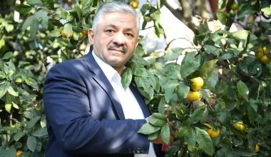 ORDU PERŞEMBE’DE MANDALİNA HASADI BAŞLADI
