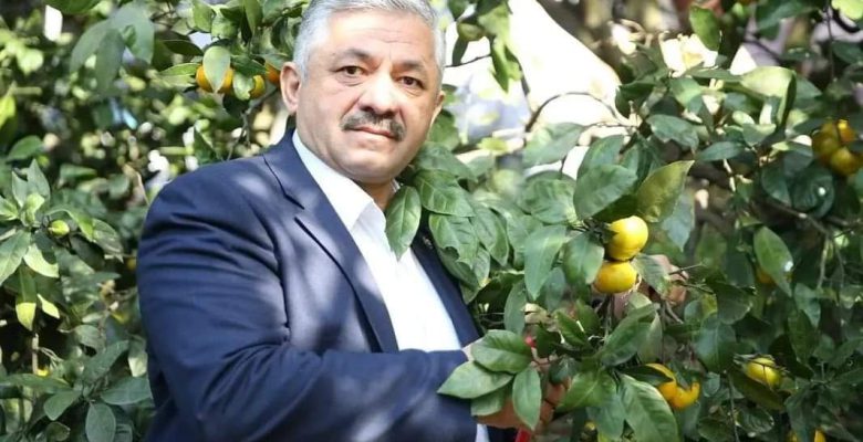 ORDU PERŞEMBE’DE MANDALİNA HASADI BAŞLADI