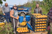 ORDU’DA HURMA HASADI BAŞLADI