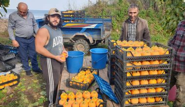 ORDU’DA HURMA HASADI BAŞLADI