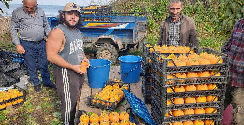 ORDU’DA HURMA HASADI BAŞLADI