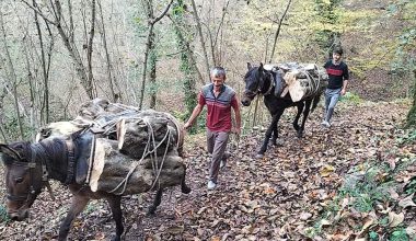 FINDIK ÇUVALLARININ YERİNİ ODUNLAR ALDI