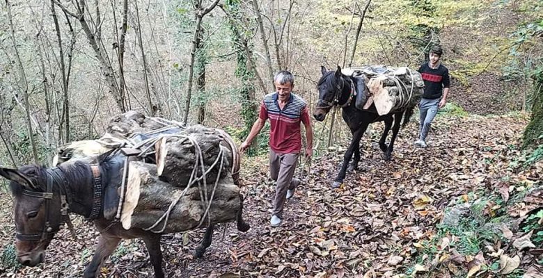 FINDIK ÇUVALLARININ YERİNİ ODUNLAR ALDI
