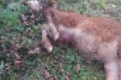 SOKAK KÖPEKLERİ DANAYI TELEF ETTİ