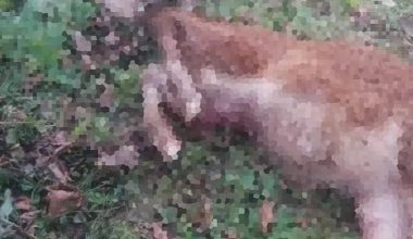 SOKAK KÖPEKLERİ DANAYI TELEF ETTİ