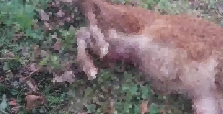 SOKAK KÖPEKLERİ DANAYI TELEF ETTİ