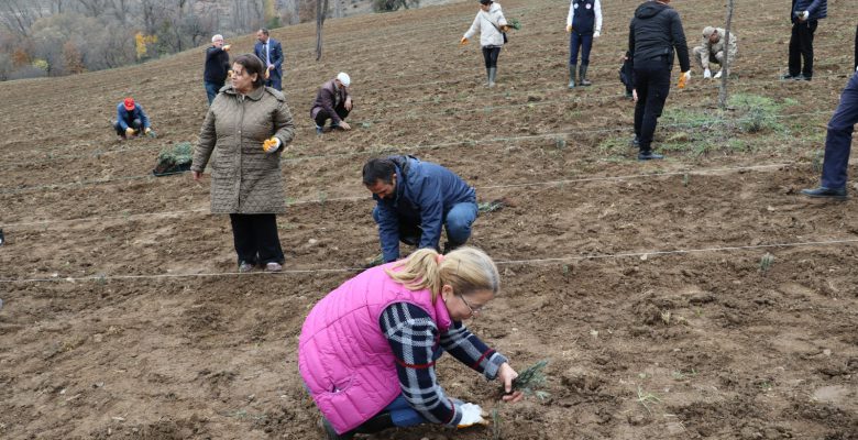 MESUDİYE DE LAVANTA KOKACAK