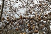 ORDU’DA TÖNGEL BOLLUĞU YAŞANIYOR