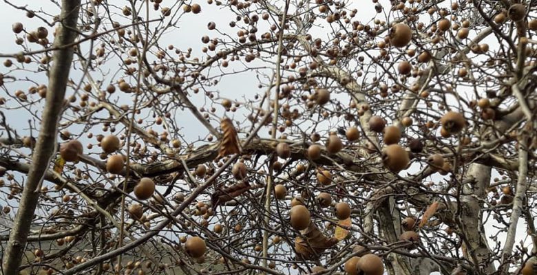 ORDU’DA TÖNGEL BOLLUĞU YAŞANIYOR