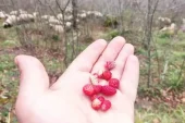 KARA SOĞUĞA RAĞMEN ORDU’DA DAĞ ÇİLEĞİ BÜYÜDÜ