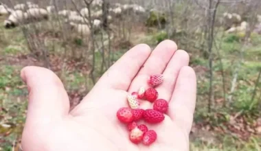 KARA SOĞUĞA RAĞMEN ORDU’DA DAĞ ÇİLEĞİ BÜYÜDÜ