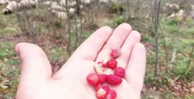 KARA SOĞUĞA RAĞMEN ORDU’DA DAĞ ÇİLEĞİ BÜYÜDÜ