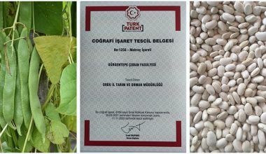 GÜRGENTEPE ÇOBAN FASULYESİ TESCİLLENDİ