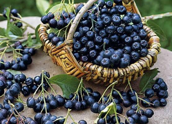 ORDU’DA ARONİA YETİŞTİRİLECEK BAHÇE KURULDU