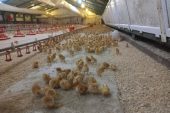 BAŞKAN GÜLER’İN TARIM VE HAYVANCILIK PROJELERİ BÜYÜYOR