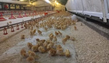 BAŞKAN GÜLER’İN TARIM VE HAYVANCILIK PROJELERİ BÜYÜYOR