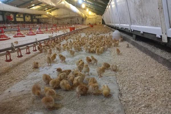 BAŞKAN GÜLER’İN TARIM VE HAYVANCILIK PROJELERİ BÜYÜYOR