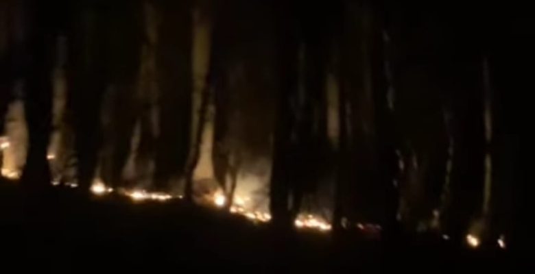 KORGAN’DA ORMAN YANGINI ÇIKTI