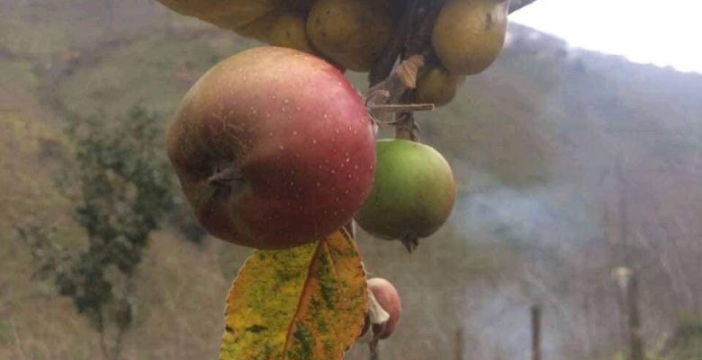YOK ARTIK! ORDU’DA OCAK AYINDA ELMA DA OLDU