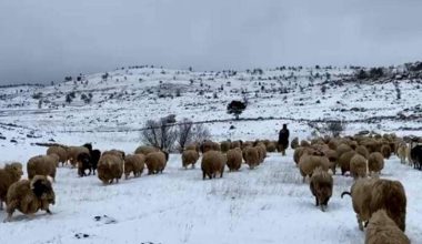 SON KALANLAR DA GÖÇE BAŞLADI
