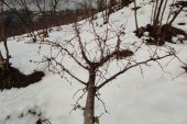 FINDIKTA ŞİMDİ NE OLACAK?