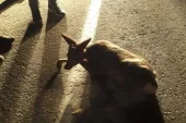 KARACA YOLA ÇIKTI 3 ARAÇ BİRBİRİNE VURDU