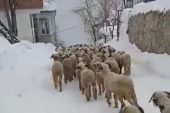 ŞU GÜZELLİKLERE BAKIN (İZLE)