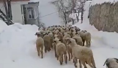 ŞU GÜZELLİKLERE BAKIN (İZLE)