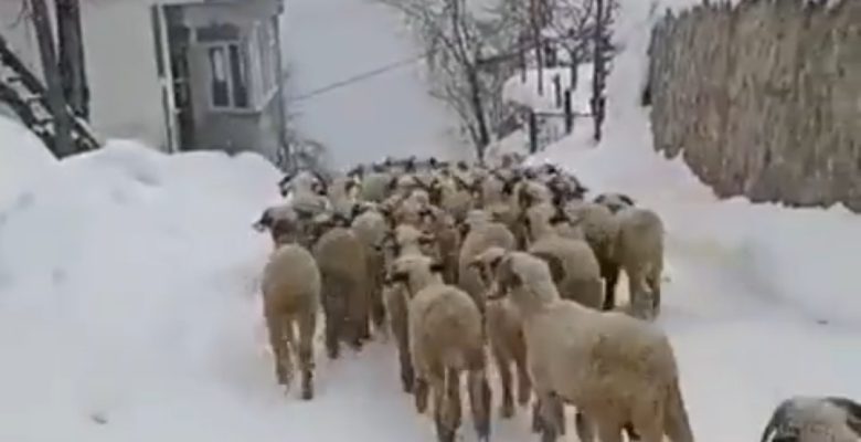ŞU GÜZELLİKLERE BAKIN (İZLE)