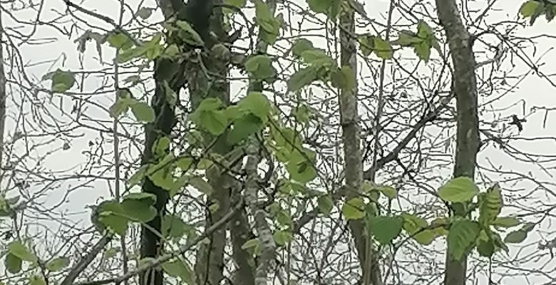 FINDIK YENİDEN UYANMA YOLUNDA / FOTOĞRAFLAR YENİ ÇEKİLDİ