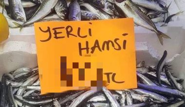 HAMSİNİN FİYATI 3 HANELİ RAKAMLARA ÇIKTI