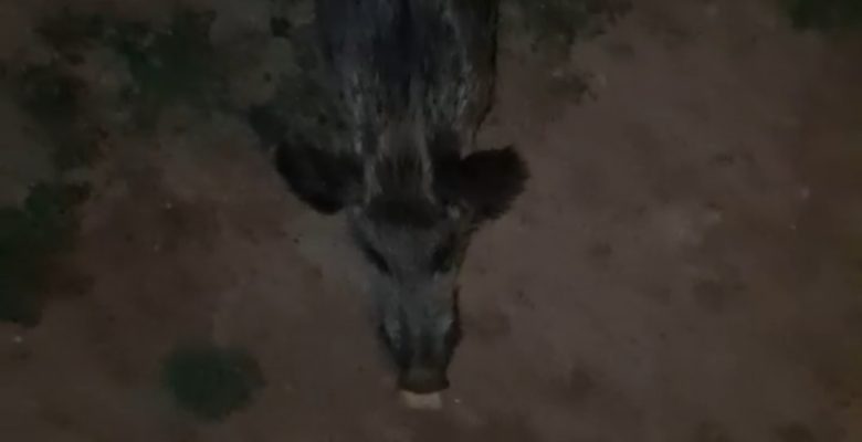 ORDULU KAPISINA KADAR GELEN DOMUZU ELLERİYLE BESLİYOR (izle)