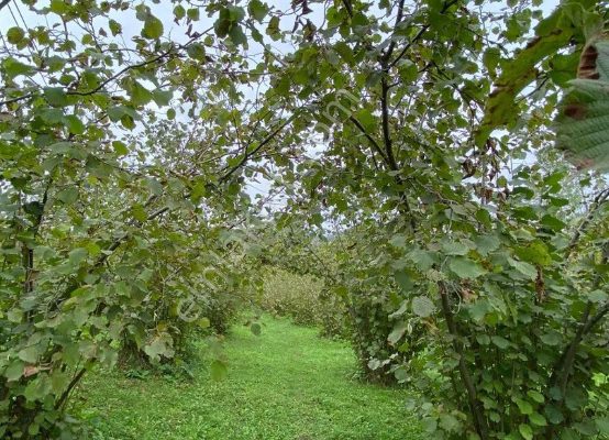 FINDIK BAHÇELERİNDE MART AYINDA NELER YAPILIR?