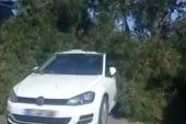 FIRTINA BİR İŞ YERİNİN ÖNÜNDEKİ AĞACI DEVİRDİ