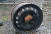 YAVRU KÖPEK BAŞINI JANTA SIKIŞTIRDI