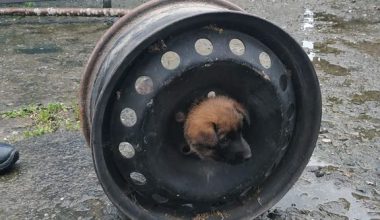 YAVRU KÖPEK BAŞINI JANTA SIKIŞTIRDI