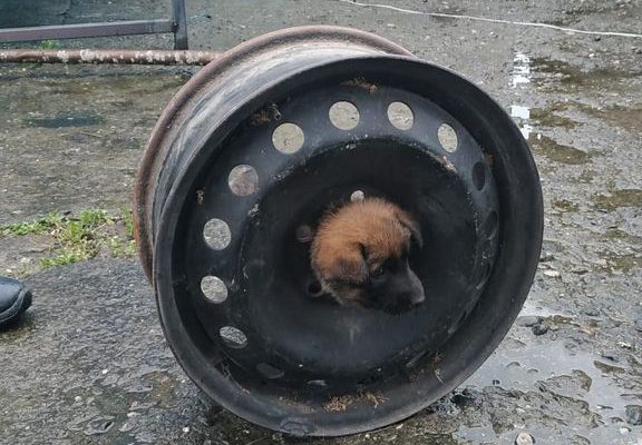 YAVRU KÖPEK BAŞINI JANTA SIKIŞTIRDI