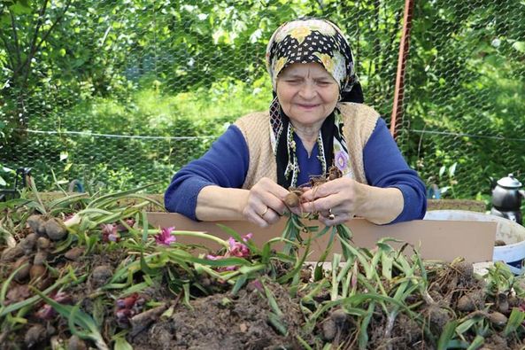 ORDU’DA SALEP HASADI BAŞLADI