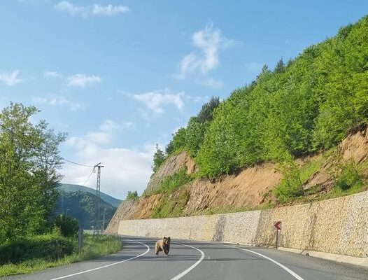 ORDU’DA AYI YOLA İNDİ