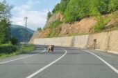 ORDU’DA AYI YOLA İNDİ