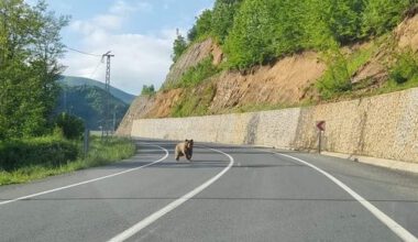 ORDU’DA AYI YOLA İNDİ