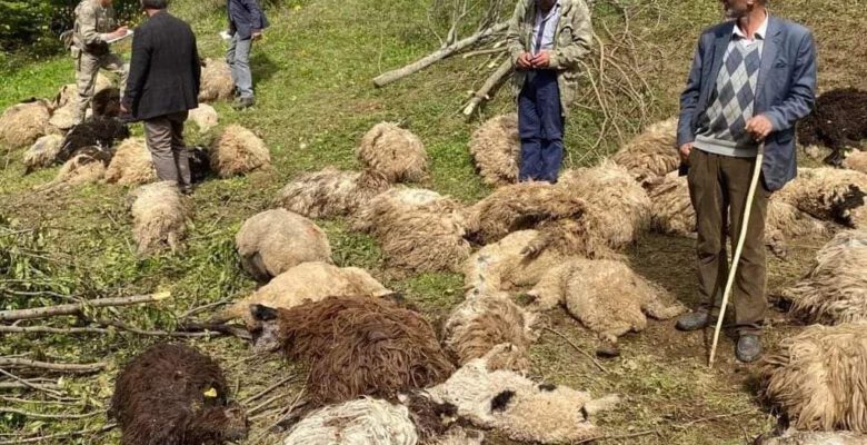 ORDU’DA KOYUNLARA AYI SALDIRDI