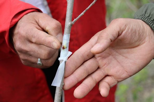 “19 İLÇEDE MEYVE AŞILAMA YAPACAĞIZ”