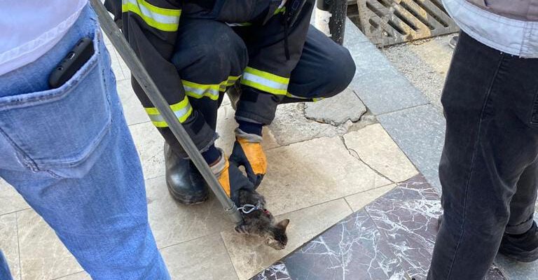 MAHSUR KALAN KEDİNİN YARDIMINA ORDU İTFAİYESİ KOŞTU